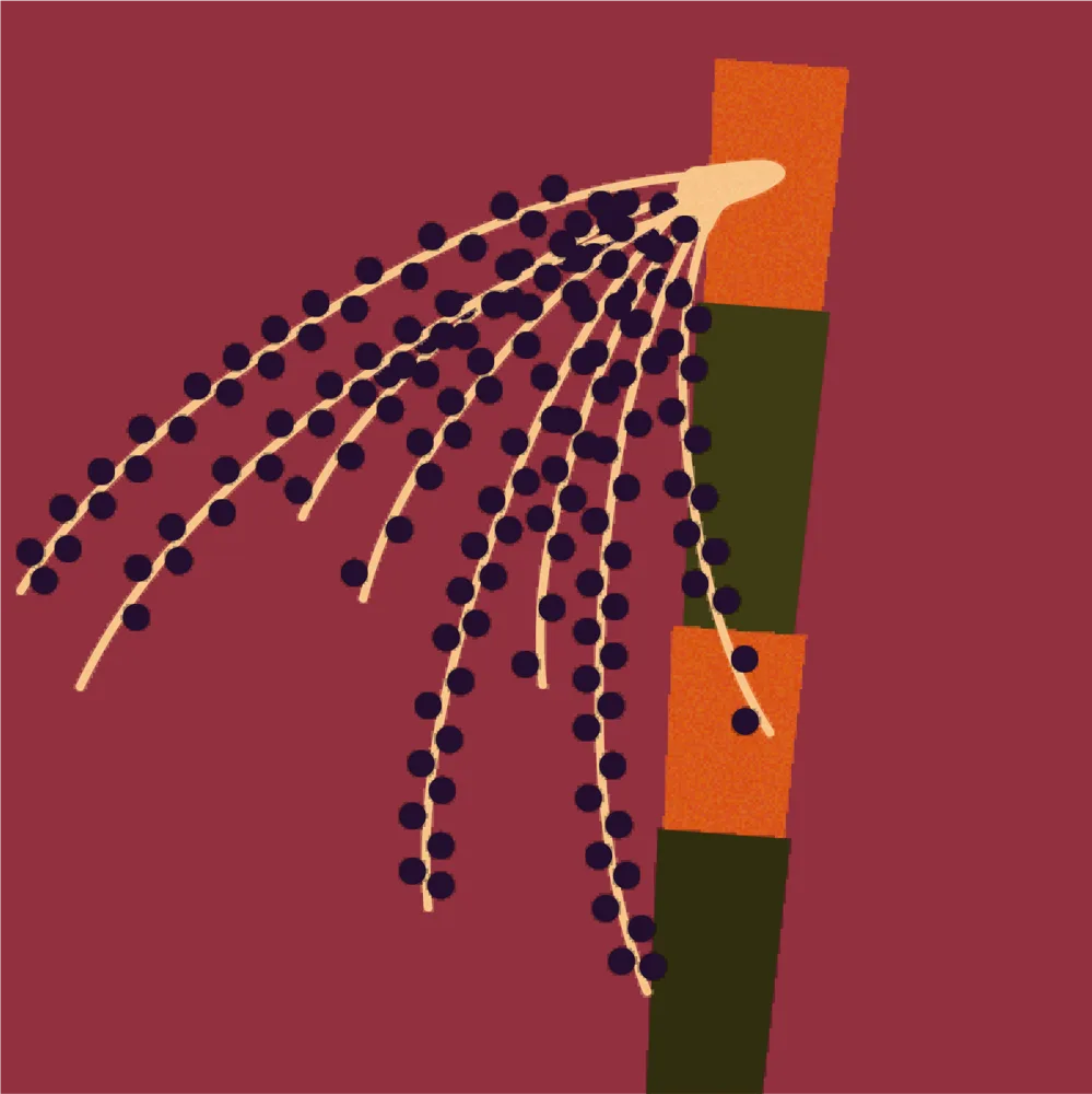Cacho de açaí